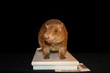 Media type: image;   Mammalogy 6398 Description: MCZ 6398 Skin Front;